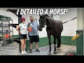 She Wanted Me To Detail Her Horse!? My First Large Animal Wash