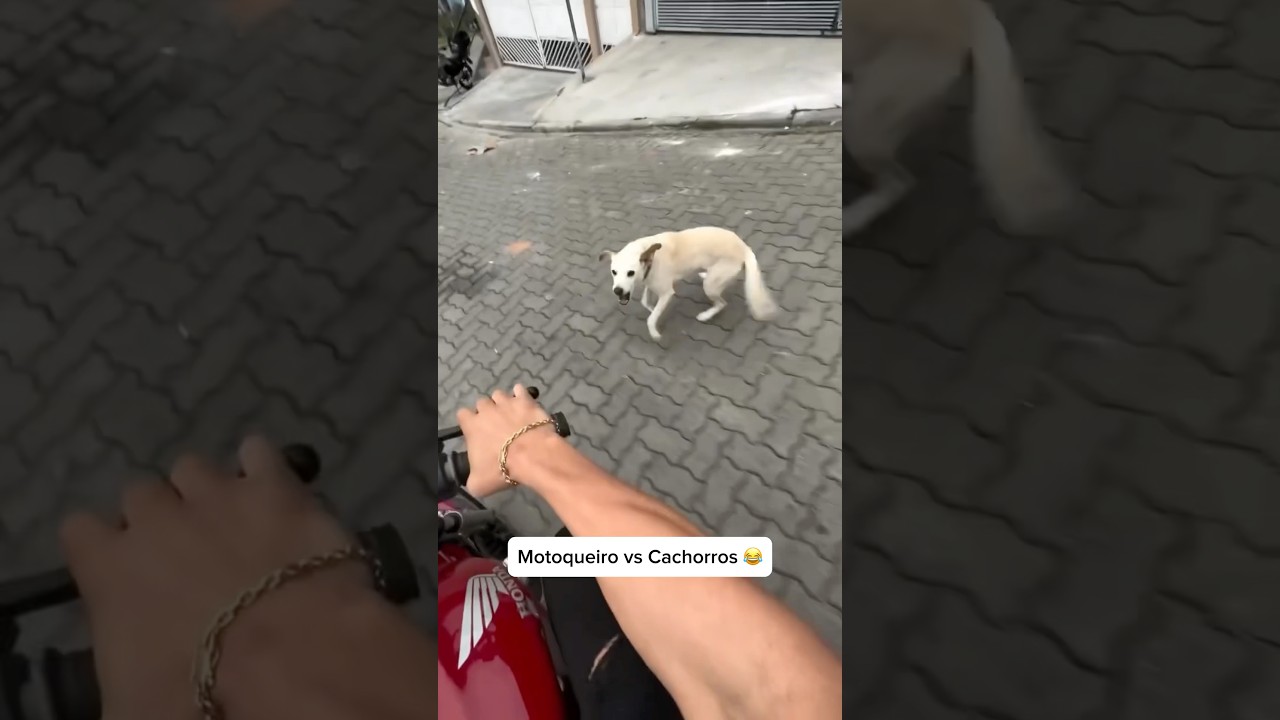 O cachorro: “nunca cheguei nessa parte 😬” 