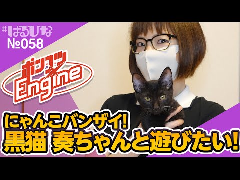 はるひな #58】にゃんこー！友人宅の黒猫 奏ちゃんに遊んでもらいたい