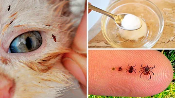 Cosa fanno le pulci dei gatti all'uomo?