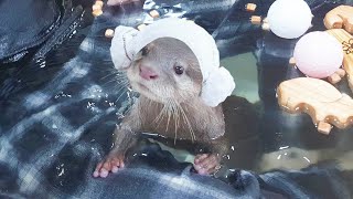 Otters  Bathing in the bathtub | Phytoncide Spa With Otter Family