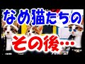 【80年代】なめ猫ブームが消されたワケ【昭和のアイドル猫を襲った悲劇】