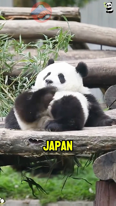 3 Things You Can See Only In Japan 🇯🇵