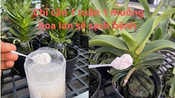 Phòng bệnh cho lan bằng nước vôi trong và cách tưới nước vôi cho hoa lan.