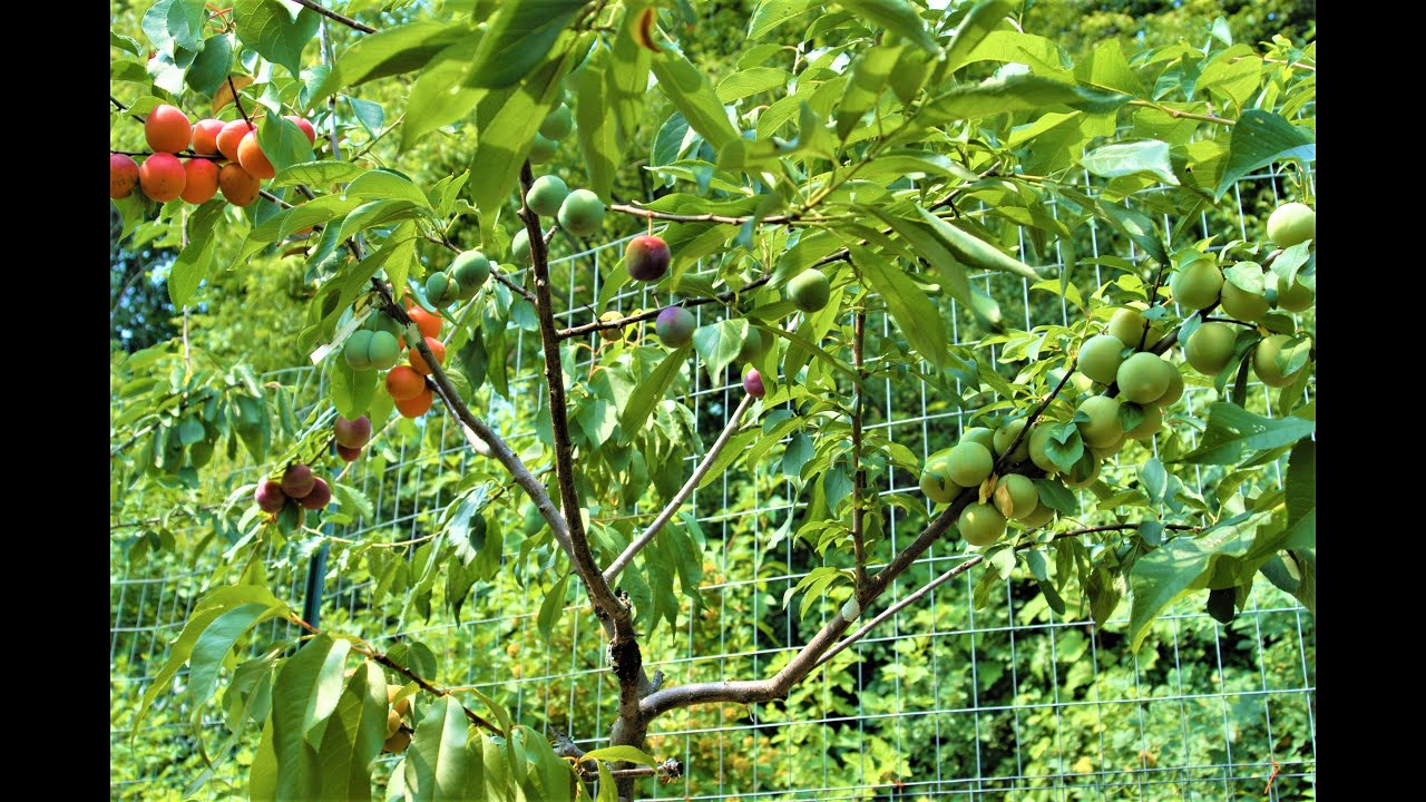 Plant Nursery in Islamabad Pakistan Flowers Fruit Vegetable YouTube