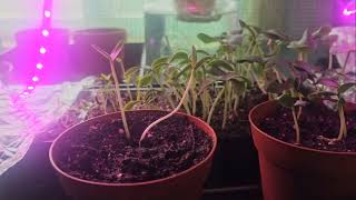 seed starting update 5 days by Tito Dave 729 views 1 month ago 2 minutes, 46 seconds