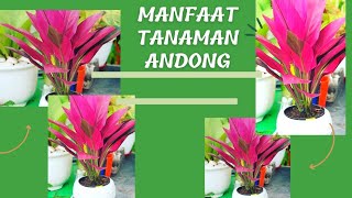 Khasiat Dan Manfaat Daun Andong Merah Untuk Kesehatan