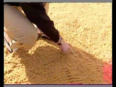 Master Bunker Shots With Scott Cranfield