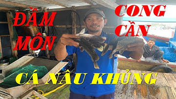 Câu Cá Biển - Cách Câu Cá Nâu - Cá Giò - Cá Dìa Bông Đạt Hiểu Quả Cao | ĐAM MÊ CÂU KÉO - DƯƠNG 91