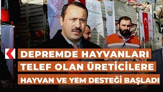 Depremde hayvanları telef olan üreticilere hayvan ve yem desteği başladı