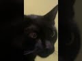 Nice kitty music cover viralshort catlove blackcat kitten