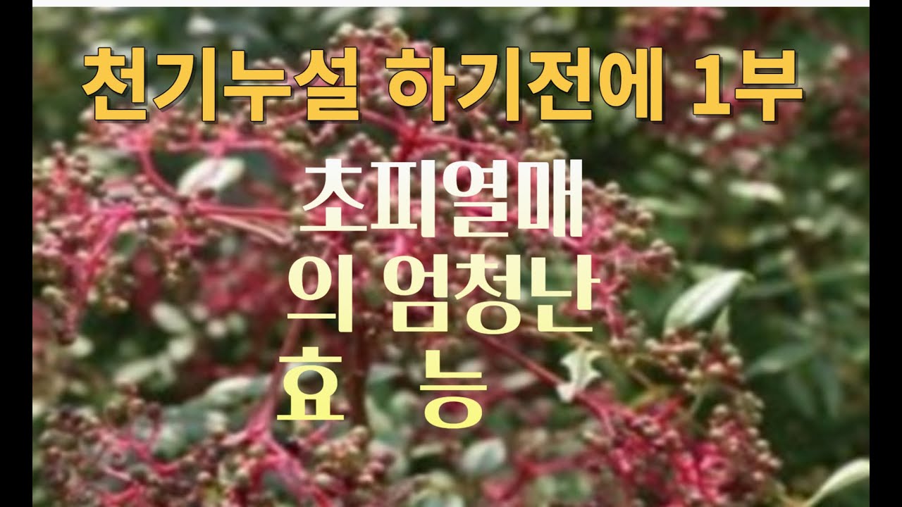 초피[제피]나무 초피열매의 놀라운 효능 - YouTube