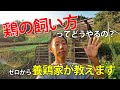 鶏の飼い方を養鶏家が丁寧に解説！ゼロから全てお教えします【自然卵養鶏法】