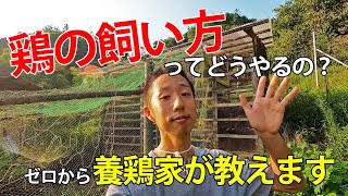 鶏の飼い方を養鶏家が丁寧に解説！ゼロから全てお教えします【自然卵養鶏法】