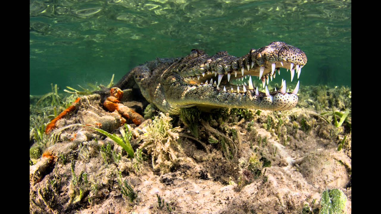 Jardines del Reina Gardens Of The Queen Cuba Slide Show YouTube