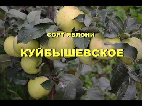 Сорт Яблони Куйбышевское Фото