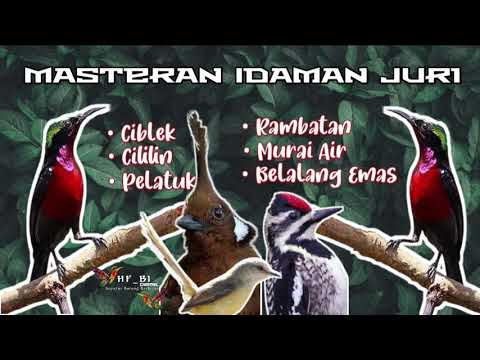 KOMPILASI MASTERAN KONIN JUARA FULL ISIAN JERNIH FULL ALBUM - COCOK UNTUK MASTERAN KOLIBRI NINJA !!