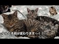 なんとシェルター看板3兄妹の名前が変わります！！