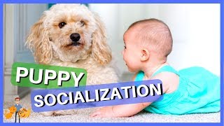 How to Socialize Your Puppy Safely: top 10 strategies