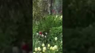 Beautiful Tulips at Neighbourhood #newyork #shorts #shortvideo