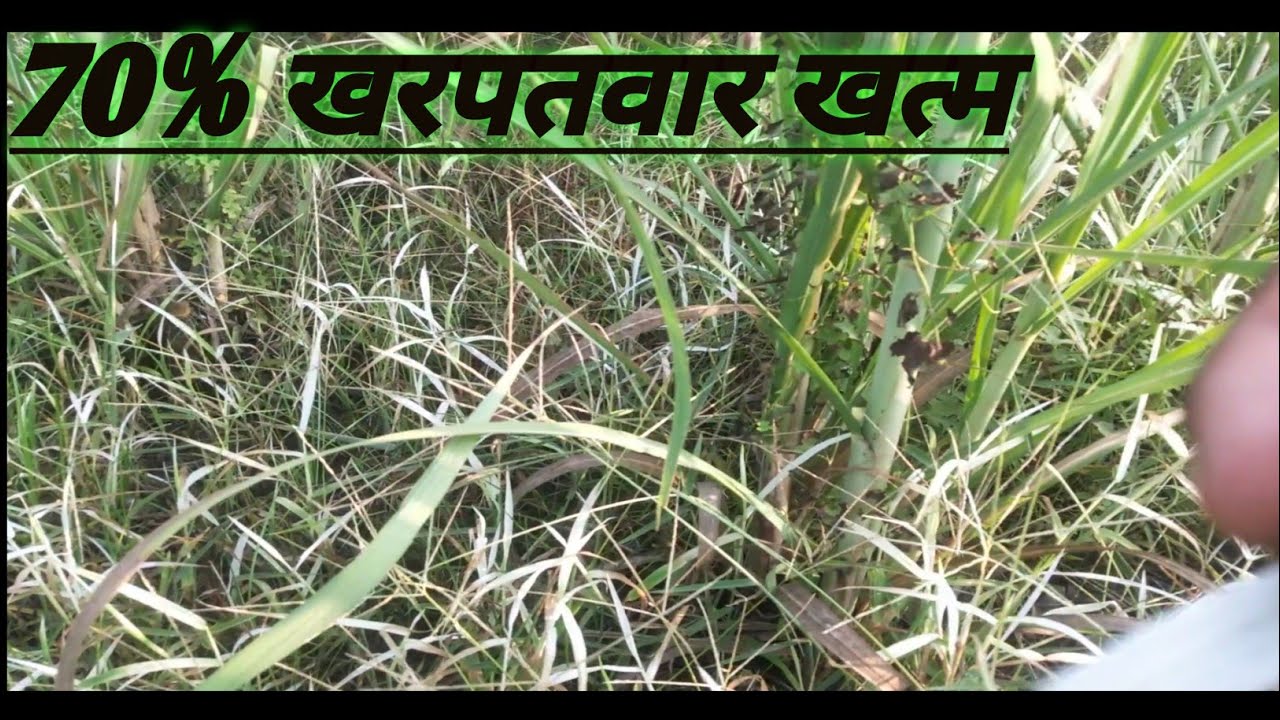 गन्ने की फसल में Tynzer दबा का रिजल्ट || बूटी खरपतवार का उपचार ||ganne ki kheti .