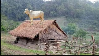 Nyuj nce tsev ua npog