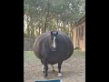 horse  #explore  #new #cute #shortsviral #slime #asmr #viral #shorts #short # #cat #india