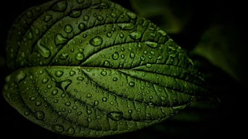 سورة الغاشية من روائع تلاوات الشيخ ياسر الدوسري استمع ليطمئن قلبك 💚 فبذكر تطمئن القلوب