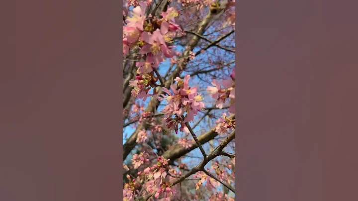 Spring in New York central park #newyork #manhattan #centralpark