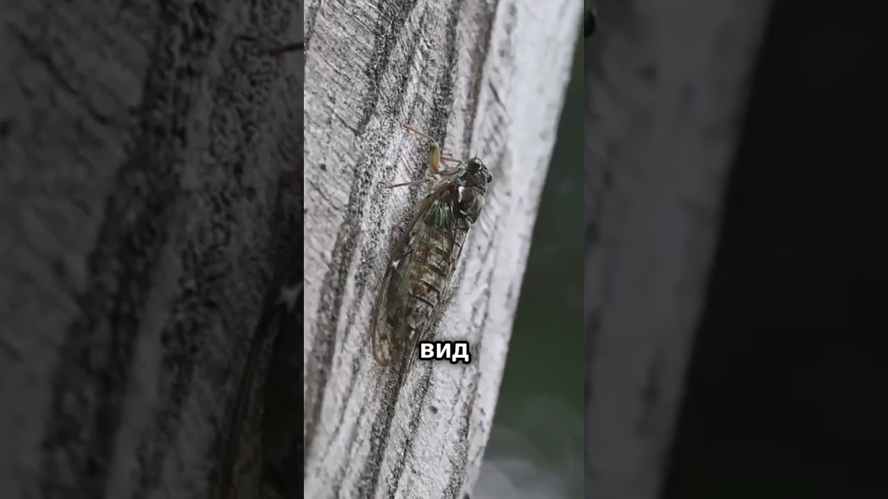 🦗 Почему сверчки «поют» ночью? 🌙 Необычный секрет природы! #факты #сверчок #песня #ночь