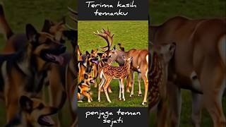 Mengharukan‼️Sahabat Sejati #animals #shortvideo