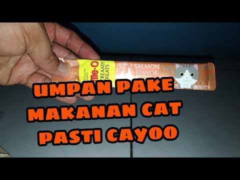 tes-umpan-pake-salmon-flavor#mancing-ikan-mas