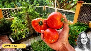 First Tomato Harvest and Ripening Stages of Tomato