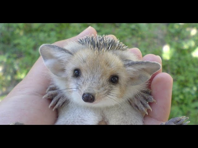 Самые Забавные Милые Ежики! Веселая Подборка!