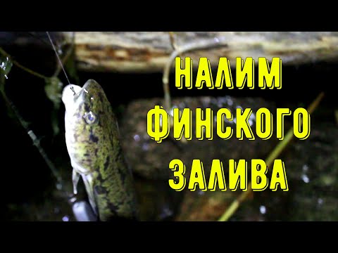 ОСЕННИЙ НАЛИМ ФИНСКОГО ЗАЛИВА! Или как не утонуть в потоп!!!