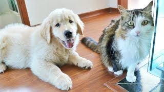 Cat Meets New Golden Retriever Puppy for the First Time! by Goldenland 22,051 views 3 years ago 1 minute, 13 seconds