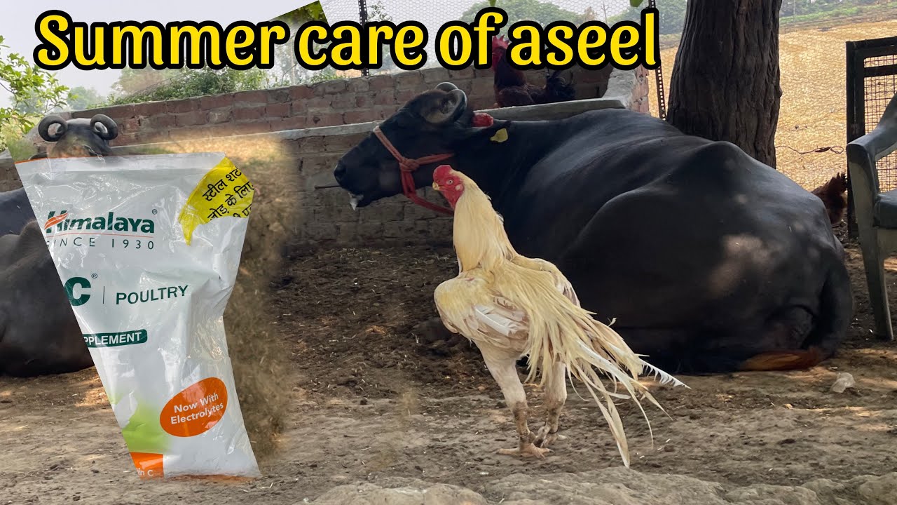 Top quality parrot beak long tail aseel summer care | aseel | sandhu | poultry supplement 