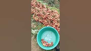 mùa vải u hồng, vải thiều lục ngạn.