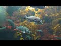 葛西臨海水族園「海藻の林」をLenovo Mirage Cameraで撮影 | VR180