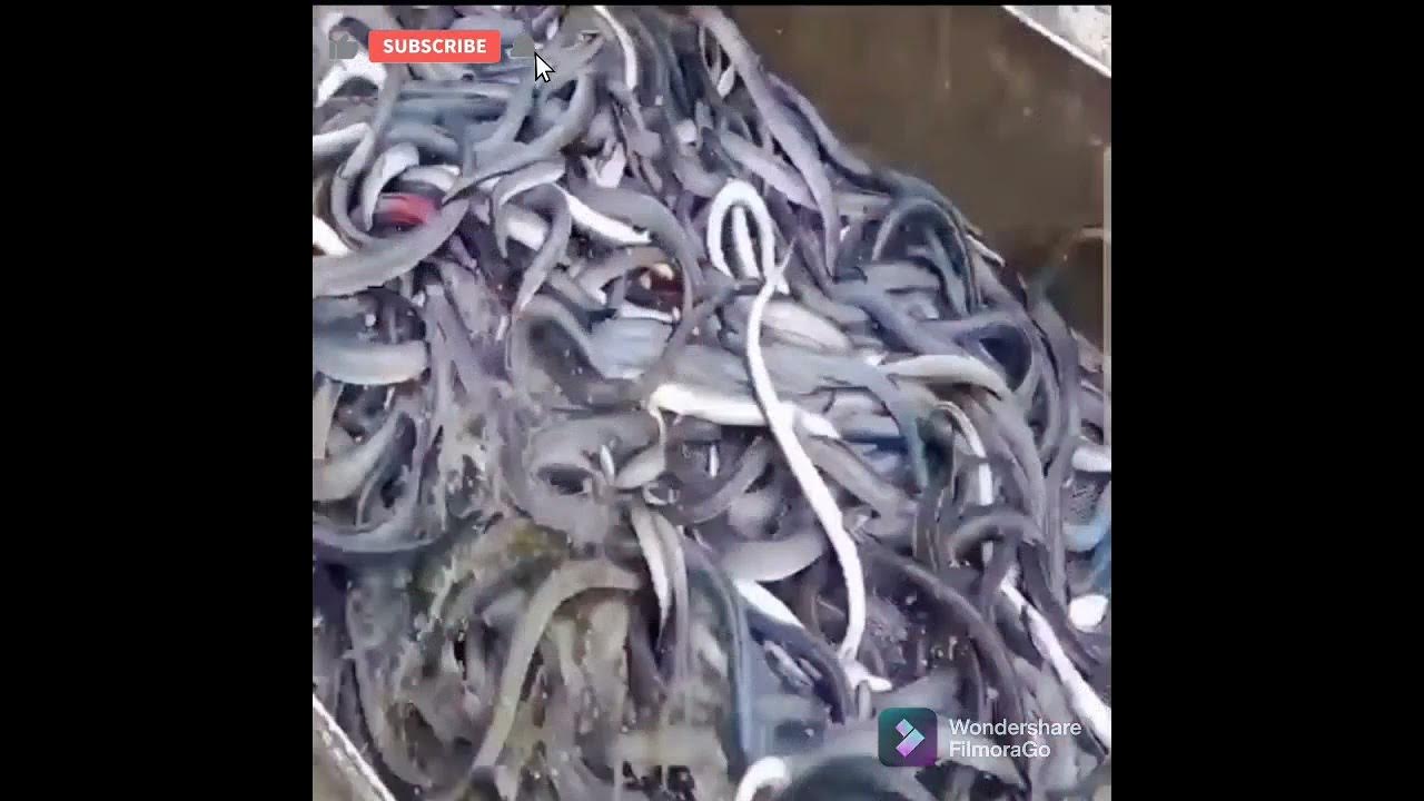 Satisfying 😌RiverMonsters EelsThe Shocking Biology Of Electric Eels