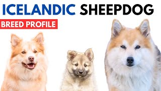 Icelandic Sheepdog Breed History - Price - Traits - Íslenskur fjárhundur Grooming Needs - Lifespan