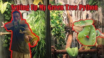How To Set Up Green Tree Python Enclosure