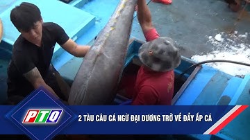 2 tàu câu cá ngừ đại dương trở về đầy ắp cá | PTQ
