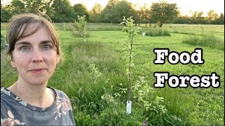 Homestead Orchard and Fruit Garden Tour :: Fruit Tree Guilds