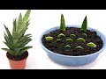 Sansevieria Francisii Propagation and Care from Leaf Cuttings