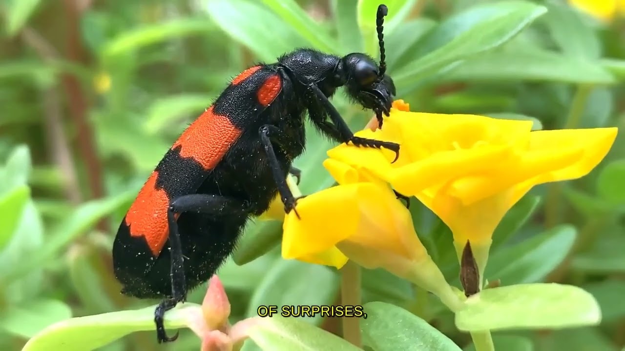 80 Incredible Facts About Close-up nature and macro wildlife