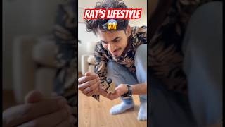 Rat’s lifestyle 😱 #rat #ratlife #explore #viralshorts #ytshorts #india #mystery #lifestyle