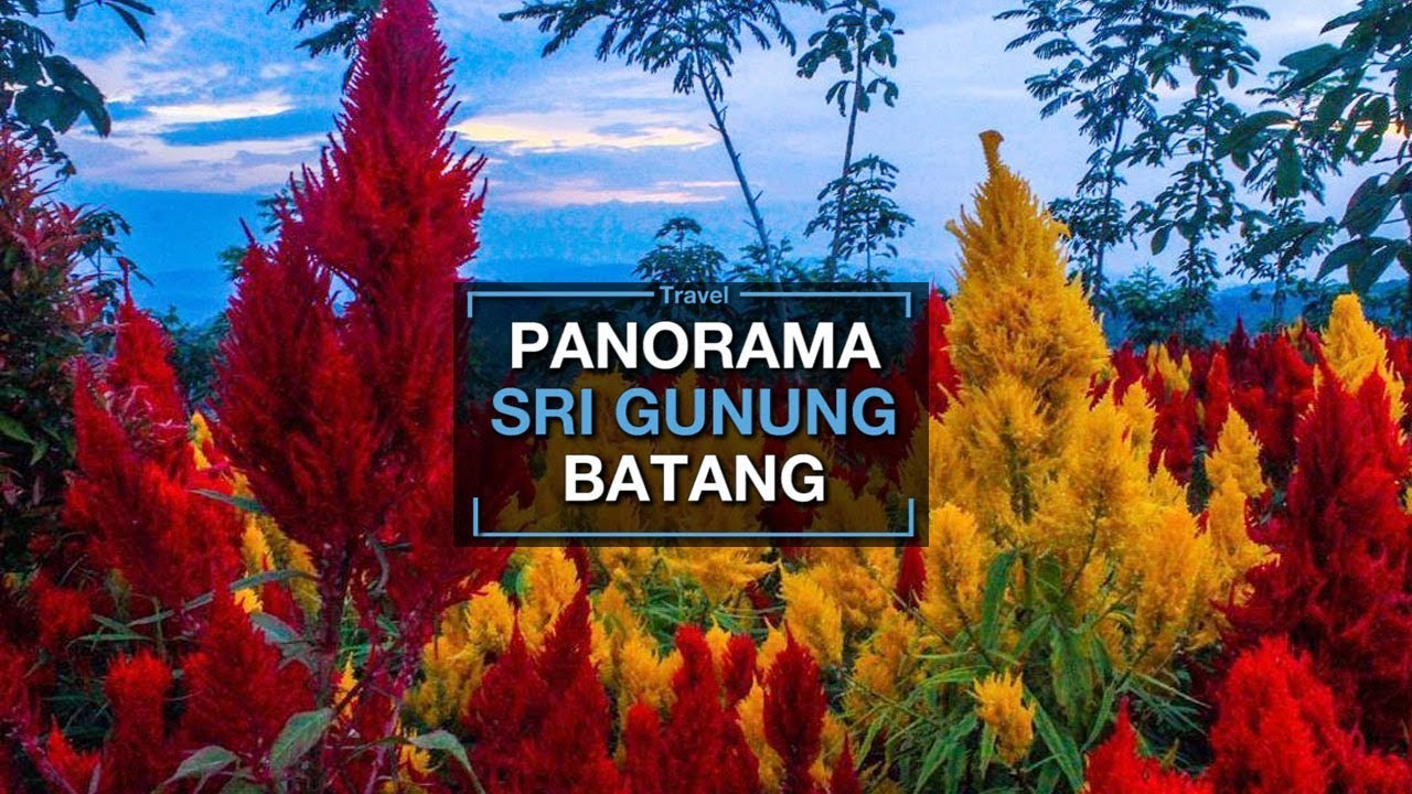 Warna Warni Taman Bunga Bukit Sri Gunung Batang