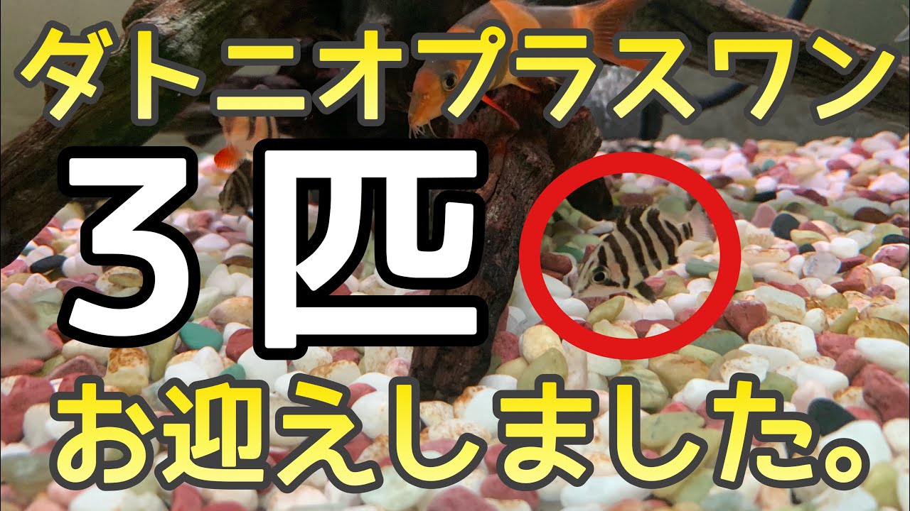 ダトニオプラスワン3匹 ダトニオプラスワンを3匹お迎えしました！ - YouTube