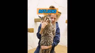 Ist ein Luchs nicht ein wildes Tier? #animisme #animal #animals #animalintelligence